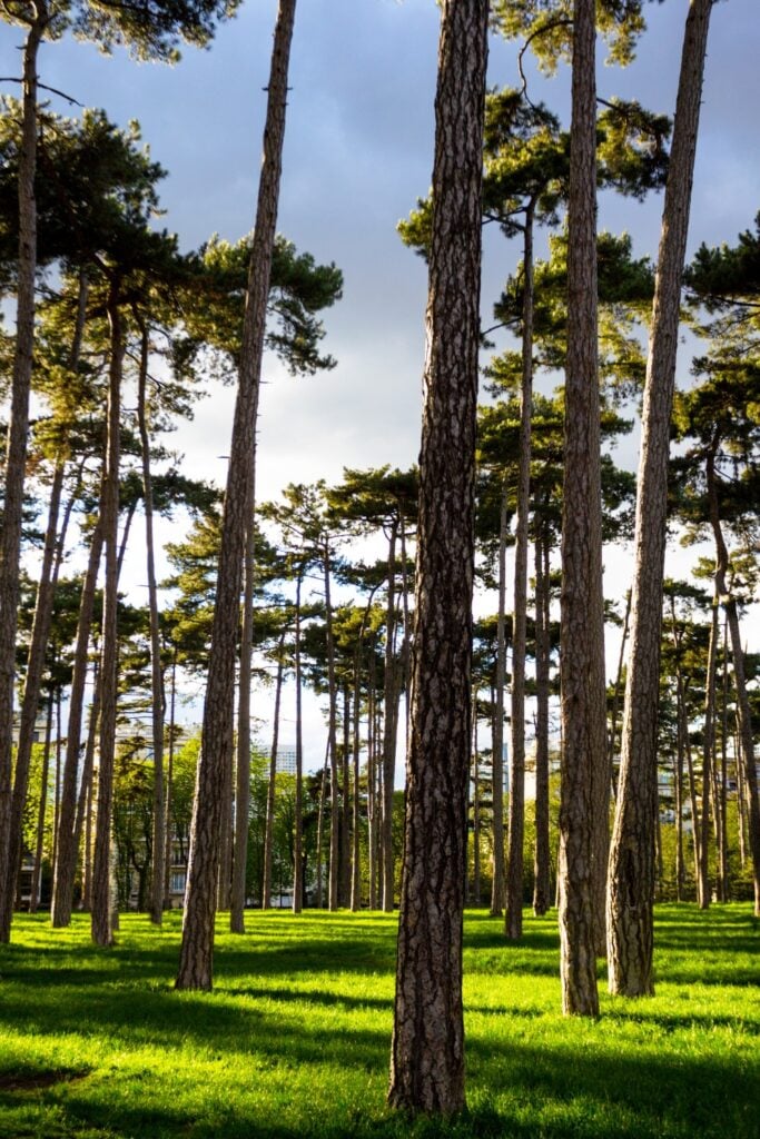 Bois de Boulogne