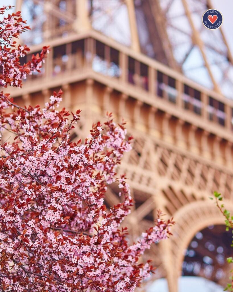 Cherry Blossoms in Spring in Paris
