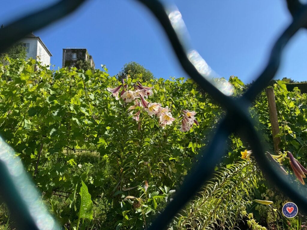 Vinyards in Montmartre