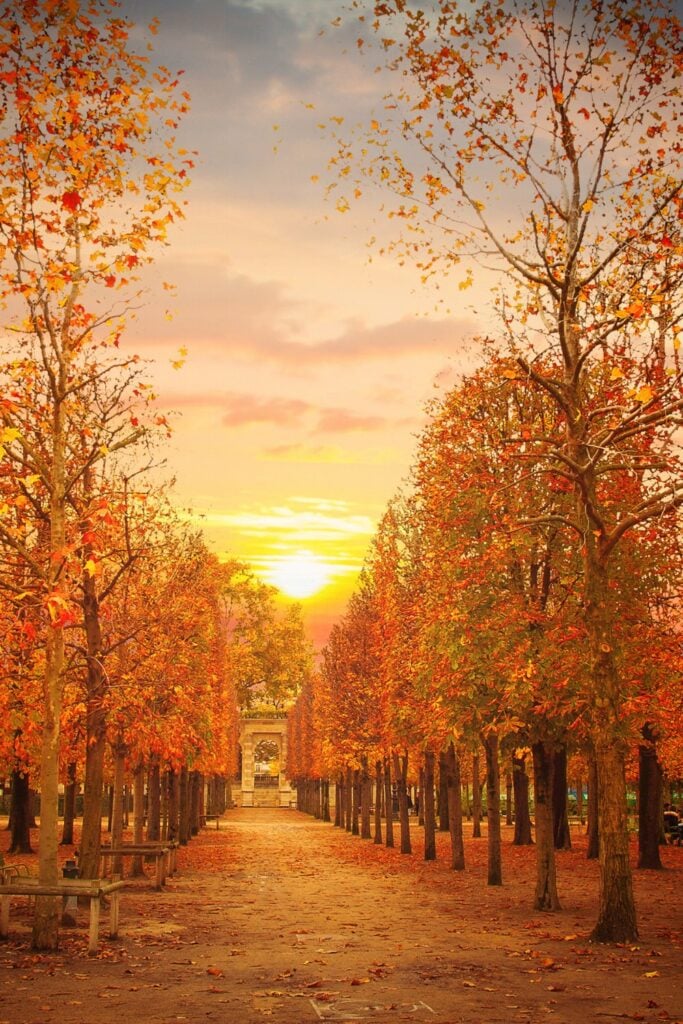 Tuileries Grand Autumn Promenade